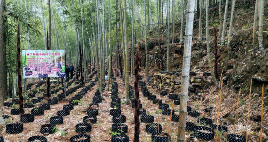 广东省林业种植标准，推动绿色发展的关键因素