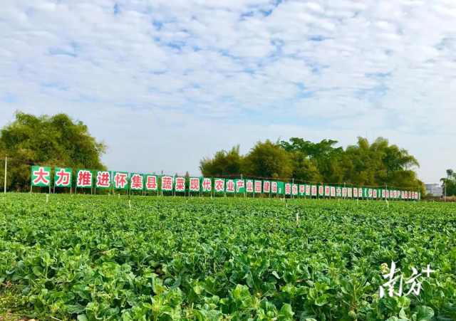 广东粮油有限公司怀集分公司，地方粮食产业的卓越代表