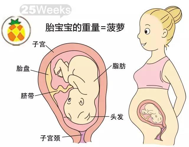 孕7个月股骨长的发育与关注