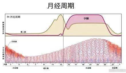 月经周期的波动，提前与推迟的探讨