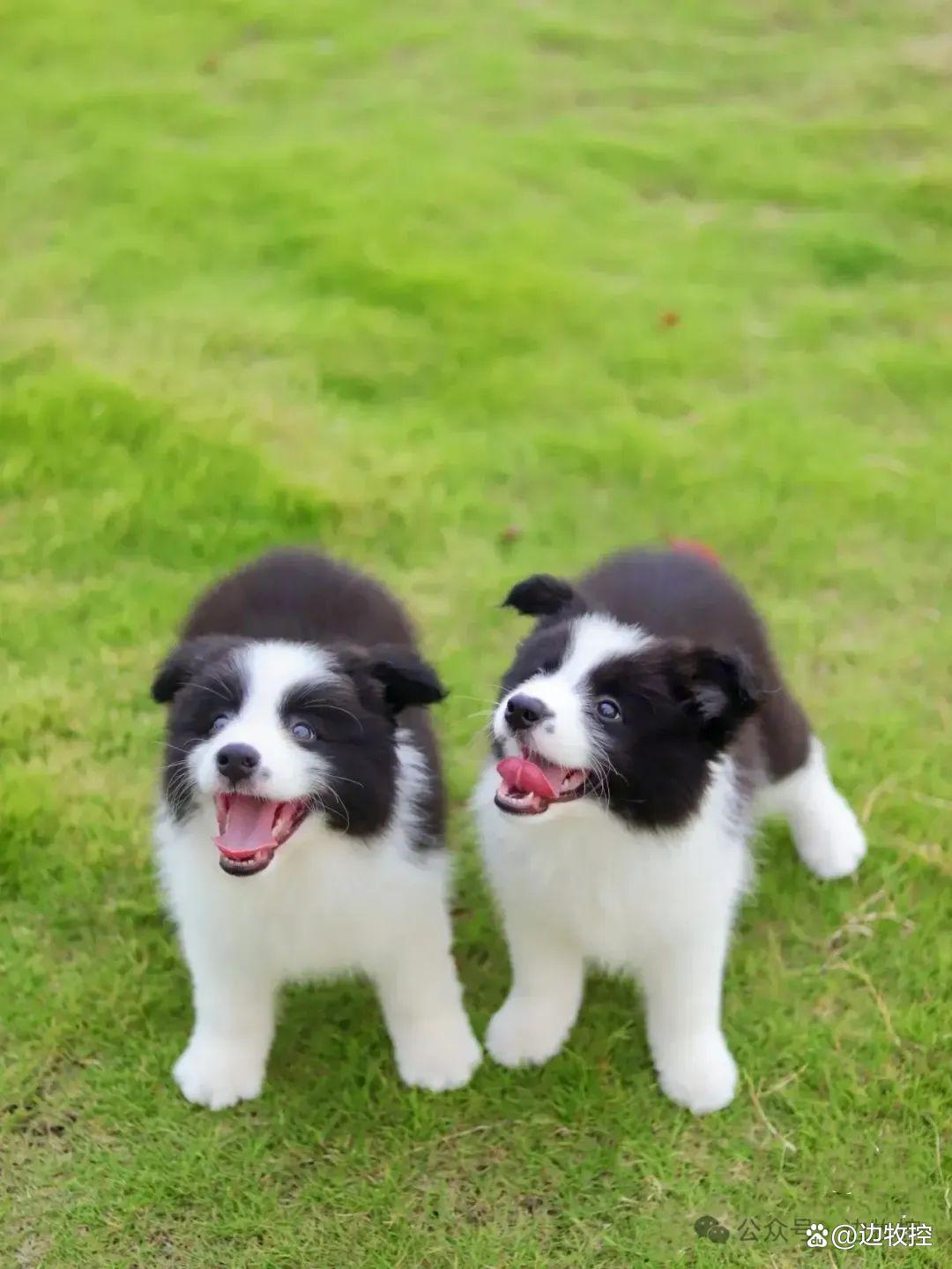 两个月大的边境牧羊犬幼犬，成长、训练与照顾指南