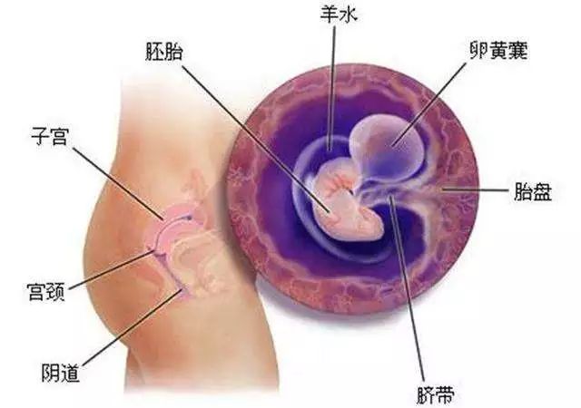 孕妇23周是几个月，孕期的一个重要里程碑